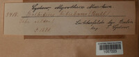 Bolbitius titubans image